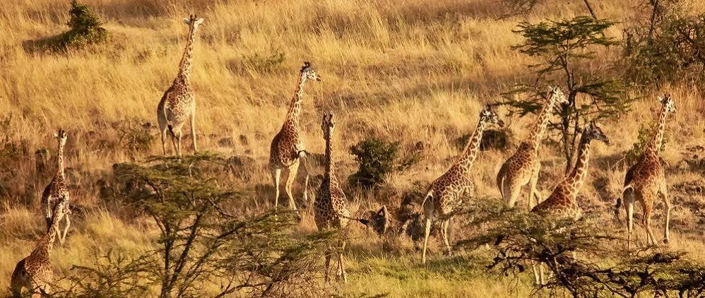 Hotel Mahali Mzuri Maasai Mara Exteriér fotografie